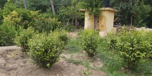 koviladi-nan-11