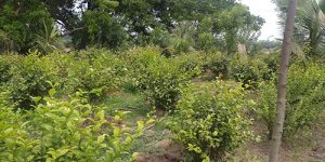 koviladi-nan-12