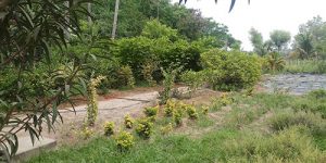 koviladi-nan-6
