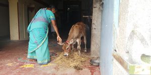 sirupuliyur-goshala-in-1