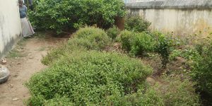 sirupuliyur-nandhavanam-2