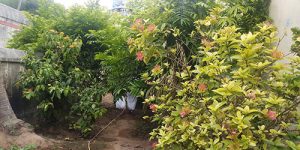 sirupuliyur-nandhavanam-5