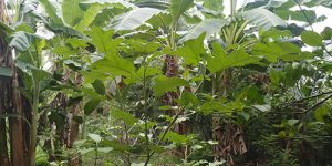 sirupuliyur-new-accomo-11