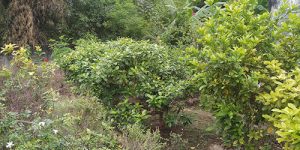 sirupuliyur-old-accomo-7
