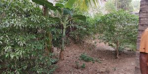 srimushnam-nandhavanam-6