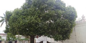 thirukanagudi-ins-tem-4