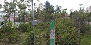 thirukannagudi-nandhavanam-7