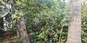 thirukannagudi-nandhavanam-ins-temp-7