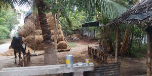 thirunagari-goshala-1