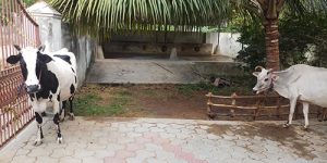 thirunagari-goshala-2