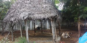 thirunagari-goshala-5